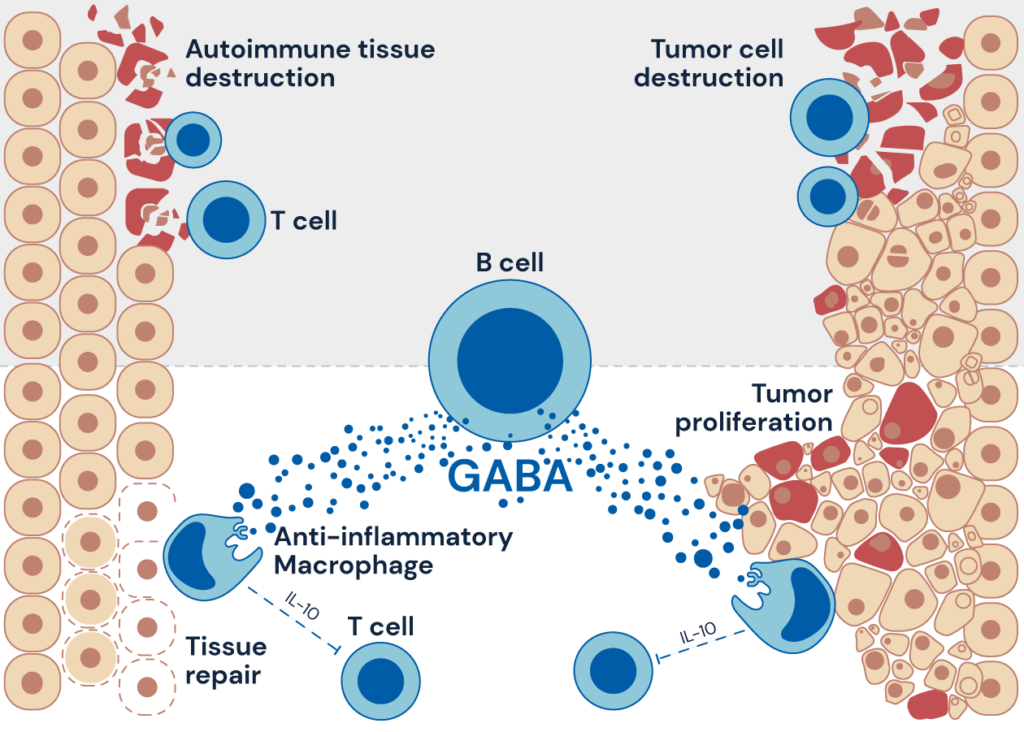 GABAと免疫システム