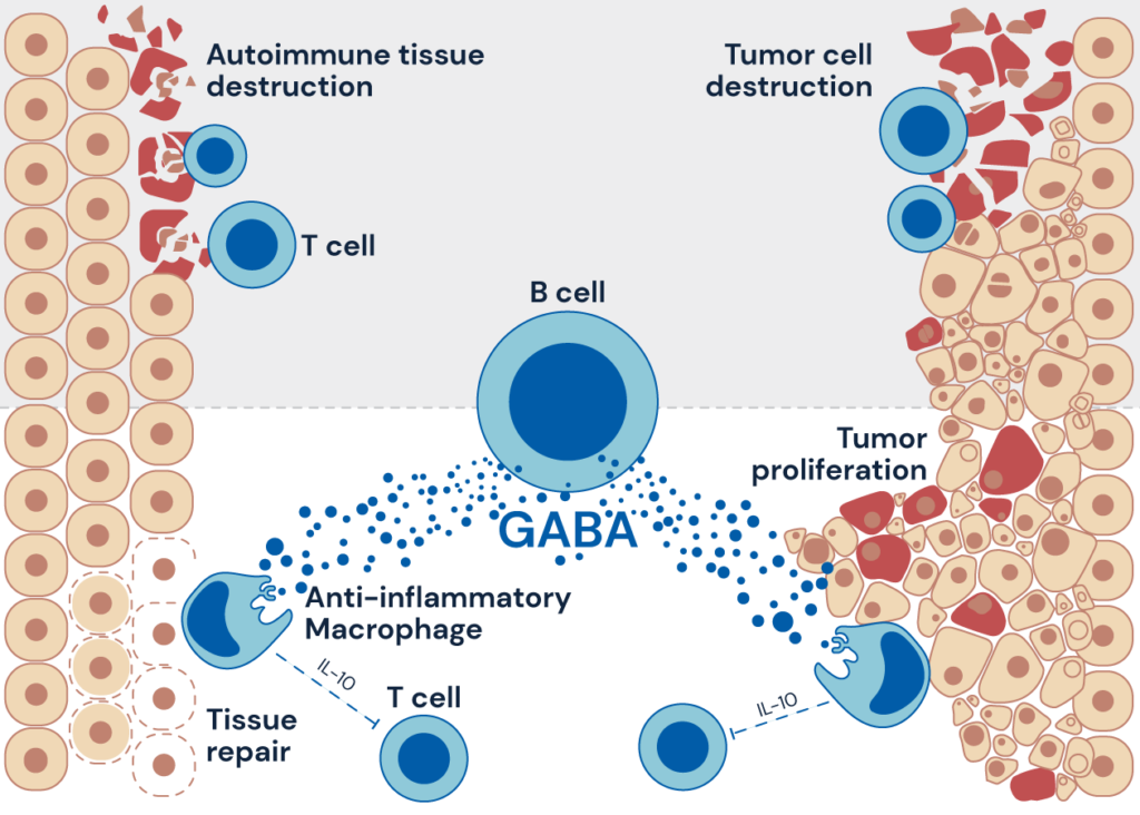 Immunology as the Ultimate System Biology