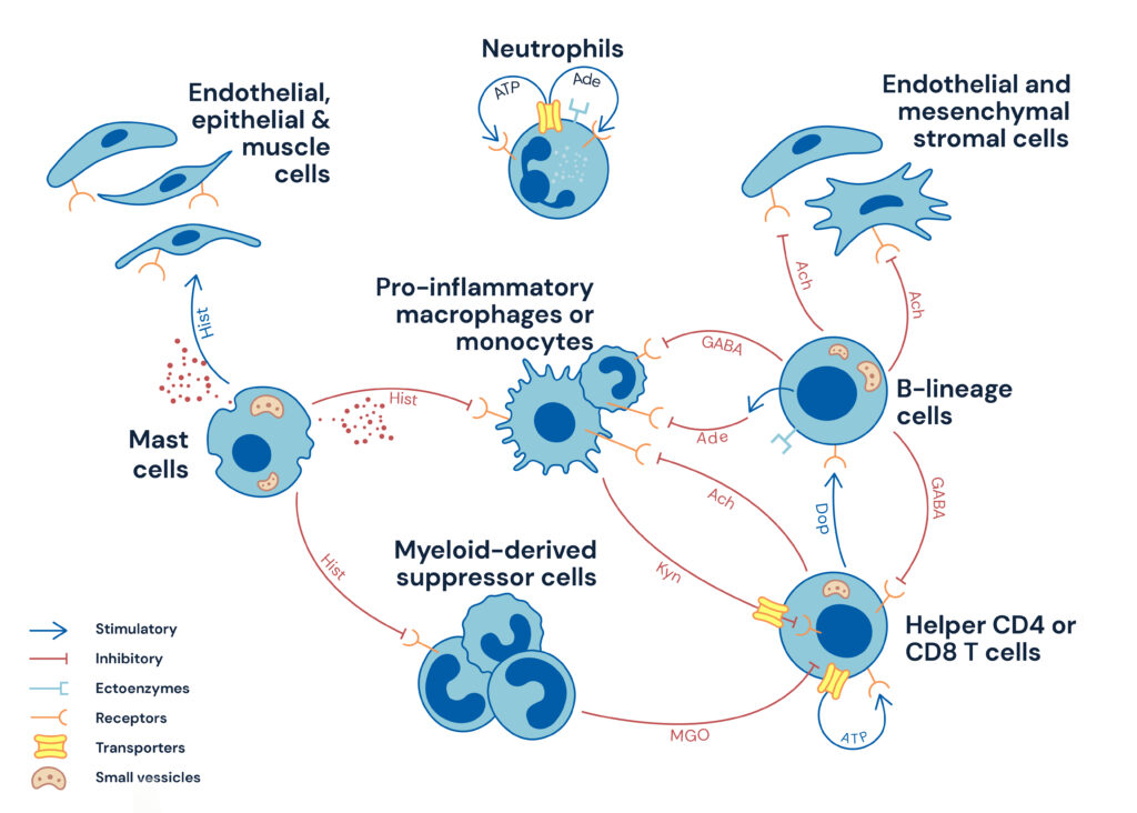 Rethinking the Immune Response as Metabolic Process