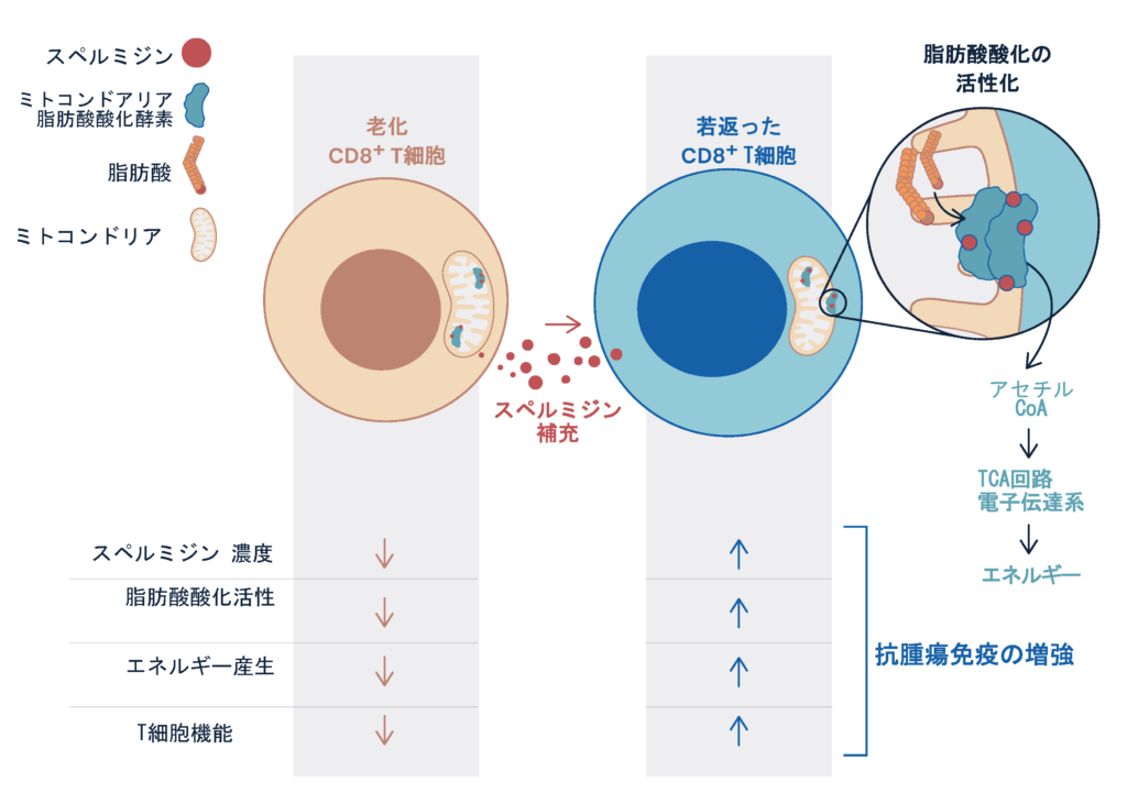 スペルミジンが救世主に？