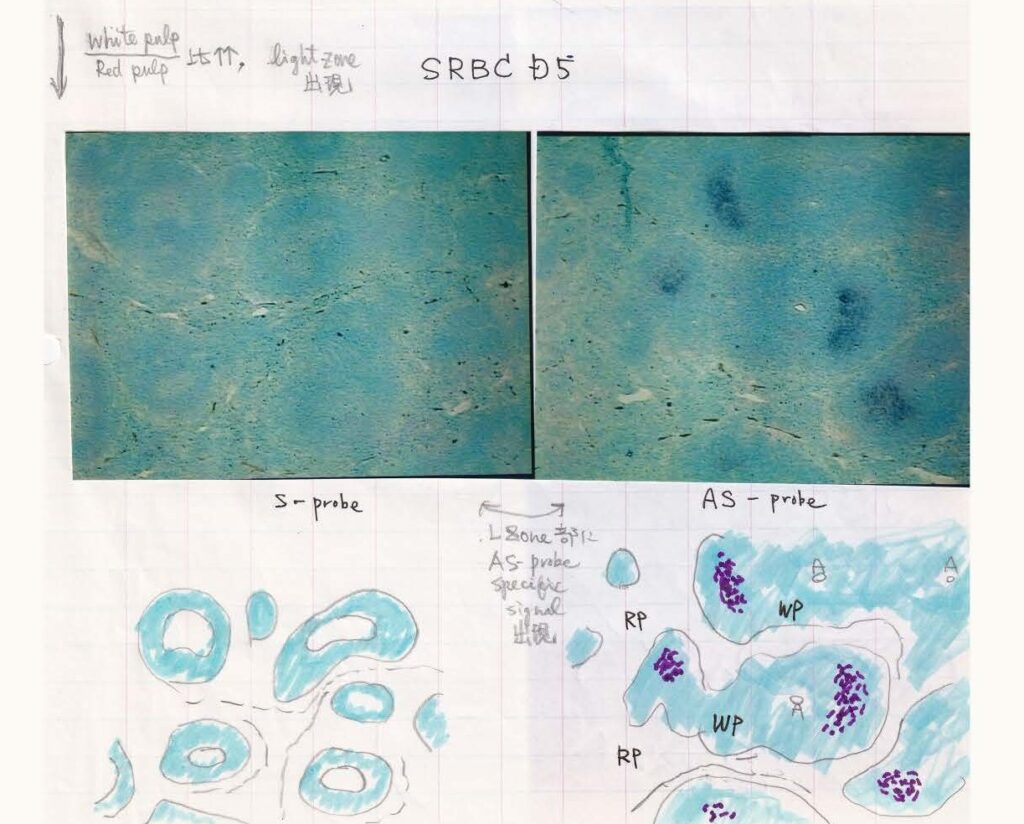 突然変異の解明から25年を記念して