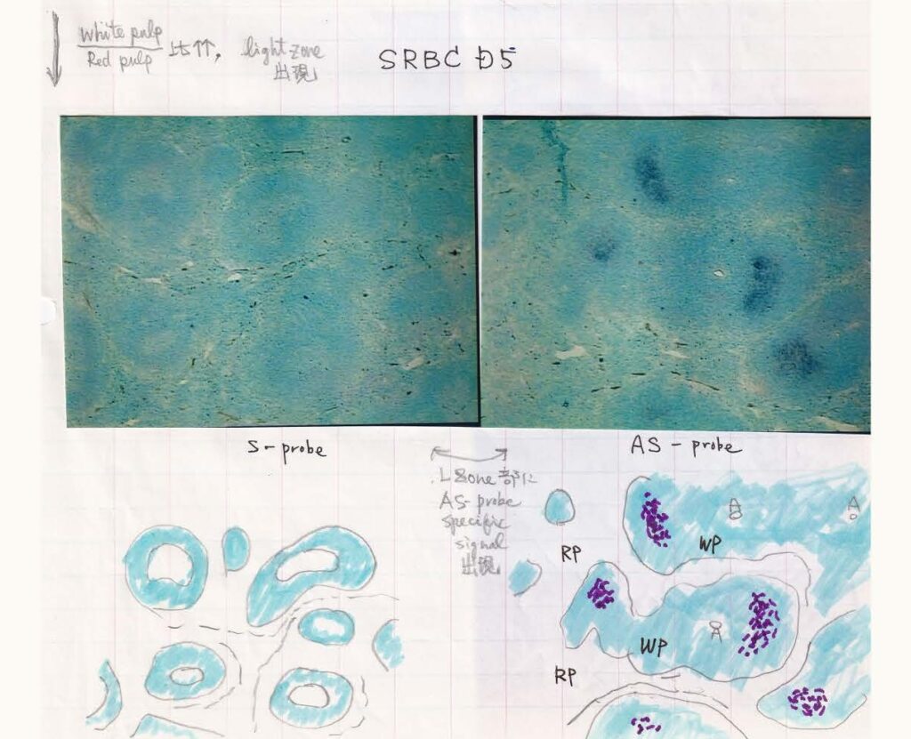 Celebrating the solution of a mutational mystery